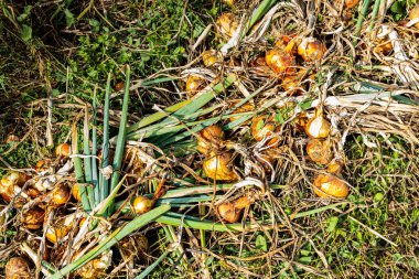 Sarı soğanlar ve soğanlar yaz güneşinde kurur permakültür bahçesinde.