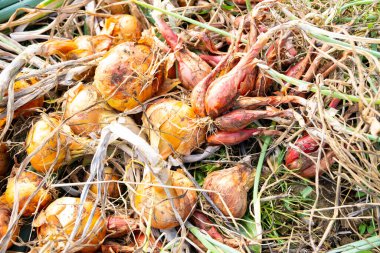 Sarı soğanlar ve soğanlar yaz güneşinde kurur permakültür bahçesinde.