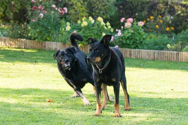Old Female Old Male Beauceron Beauce Shepherd Play Play Green — Stock Photo, Image