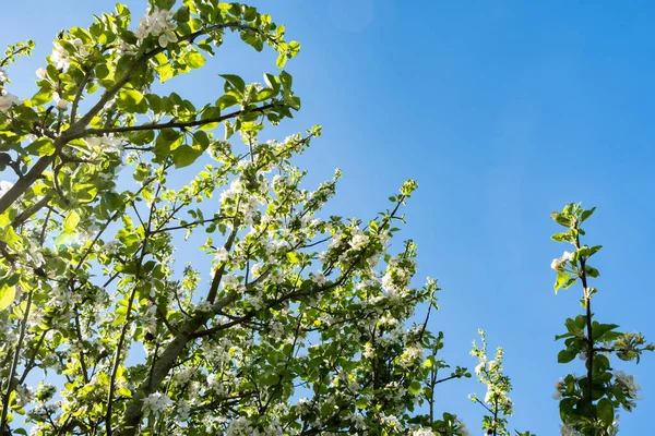 Яблучний Сад Цвіте Навесні Під Сонцем Блакитним Небом — стокове фото