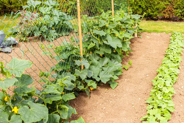 Grazioso Piccolo Giardino Fiorito Campagna Pieno Varie Verdure Sotto Sole — Foto Stock