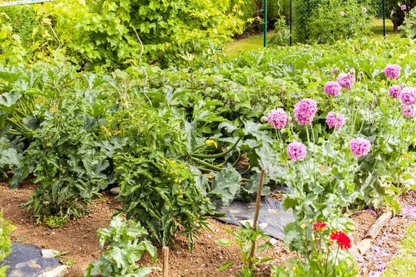 Красивый Маленький Цветочный Сад Сельской Местности Заполненный Разнообразными Овощами Летним — стоковое фото