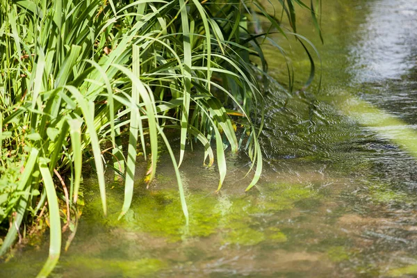 Kis Vadon Élő Patak Szabad Zöld Növényzetével — Stock Fotó