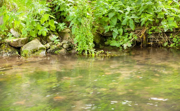有自由和绿色植被的小野生溪流 — 图库照片