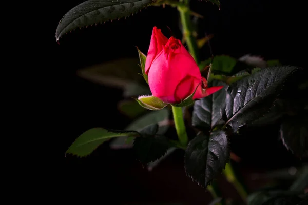 Hermosa Rosa Cerca Sobre Fondo Negro —  Fotos de Stock