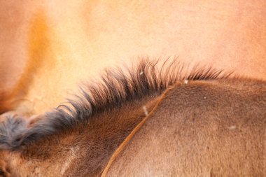 Koyun yavrusu yazın bir çayırda annesini emziriyor.
