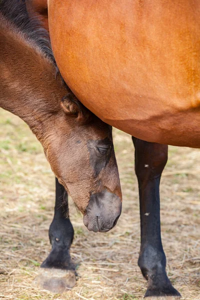 Poulain Baie Qui Est Avec Mère Été Dans Une Prairie — Photo