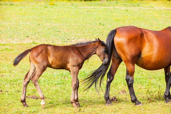 Bay Foal Who His Mother Summer Meadow — Stock Photo, Image