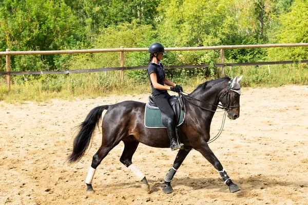 馬場馬術の訓練をしています — ストック写真