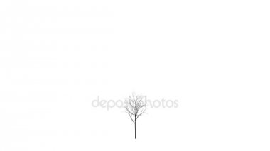 Büyük iskelet ağaç büyüme. İzole. Zaman atlamalı. Ultra Hd 4k