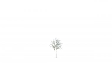 Küçük Fideler büyük bir gri ahşap büyüme. İzole. Zaman atlamalı. Ultra Hd 4k