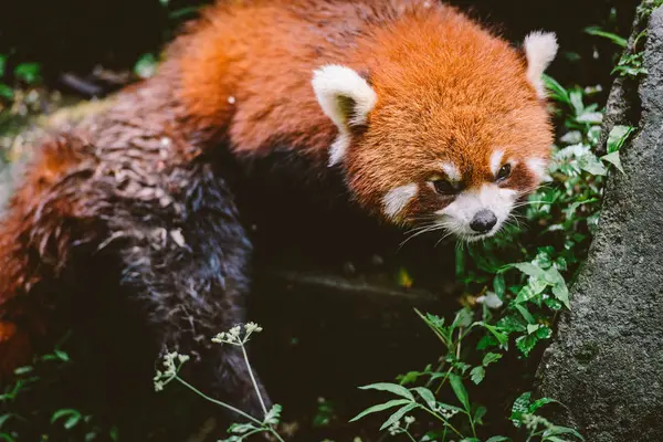 Red panda, Chengdu Research Base — Stock Photo, Image