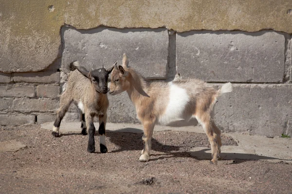 Dvě vtipné mladých goatlings — Stock fotografie