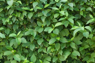 Arkaplan için yeşil yapraklar