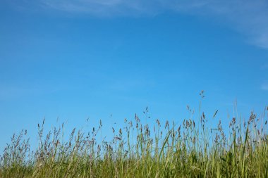 çim ve mavi gökyüzü ile soyut doğa arka plan