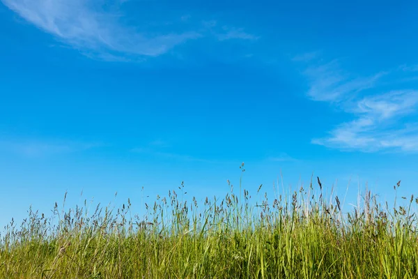 Naturaleza abstracta fondo con hierba y cielo azul — Foto de Stock