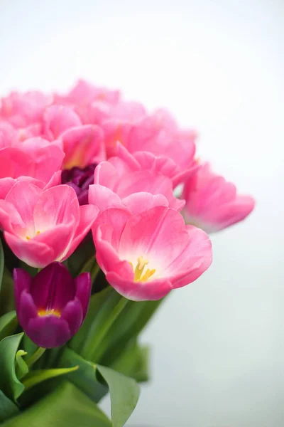 Flores de tulipanes rosados aisladas sobre fondo blanco. un coche de saludos —  Fotos de Stock