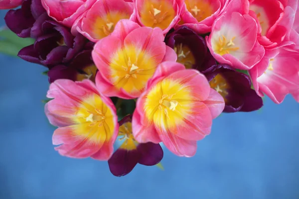 Flores de tulipanes rosados aisladas sobre fondo azul. Una tarjeta de felicitación — Foto de Stock