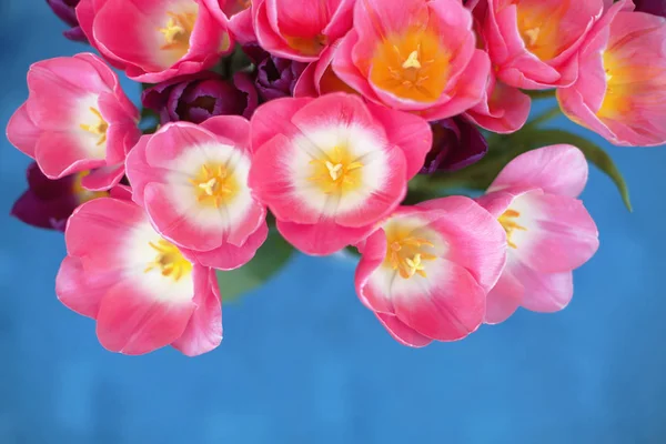 Flores de tulipanes rosados aisladas sobre fondo azul. Una tarjeta de felicitación —  Fotos de Stock