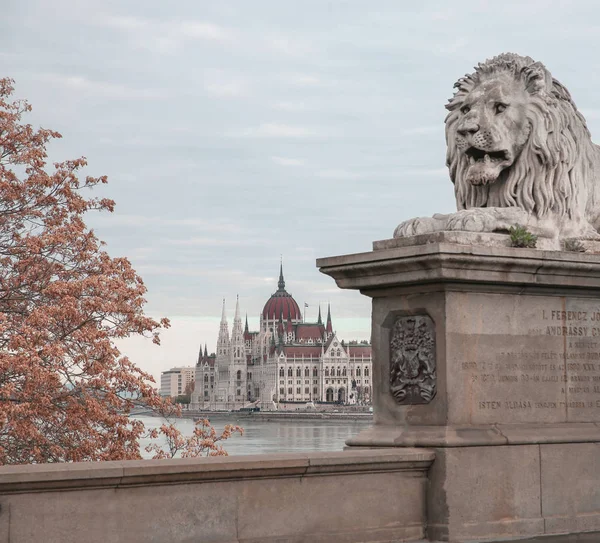 Blick von der Kettenbrücke mit Löwe durch die Donau auf Jagd — Stockfoto