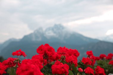 Şaşırtıcı görünümü üzerinde Watzmann. Bavyera Alpleri Güney dağ 