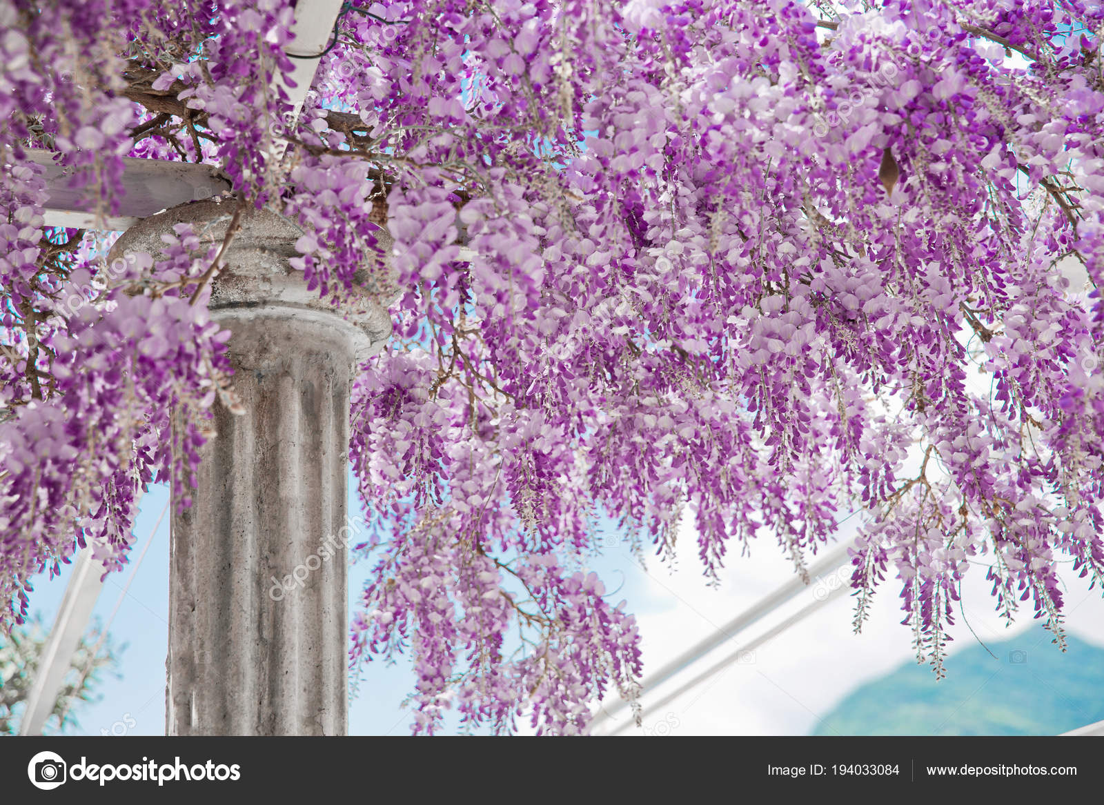 Glicina Planta Blanca - The Studio Apartments