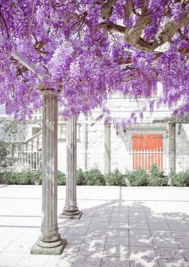 Beyaz sütun ile Wisteria mor çiçek açan, mor bahar