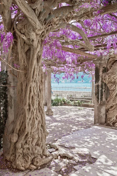 Kvetoucích vistárií, květy fialové arch přírodní pozadí. O — Stock fotografie