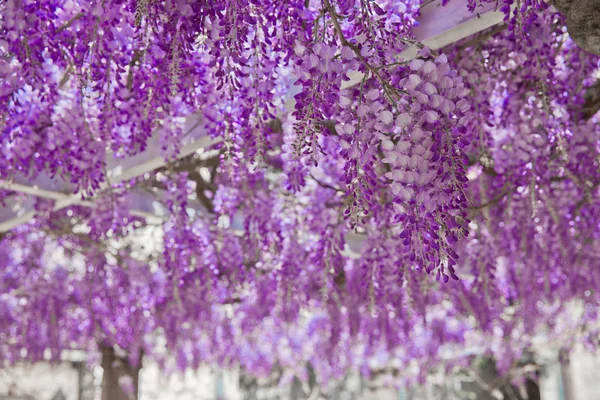 Blooming wisteria flower purple arch nature background.