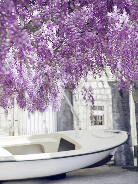 Kwitnący wisteria fioletowy kwiat arch tło. — Zdjęcie stockowe