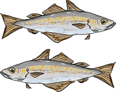 Pollock balık serbest illüstrasyon klip-art vektör görüntü