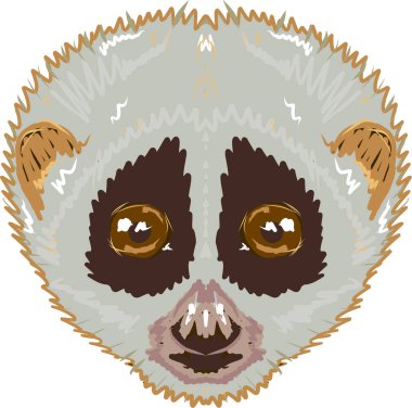 Yavaş loris sketch vektör görüntü illüstrasyon klip-art