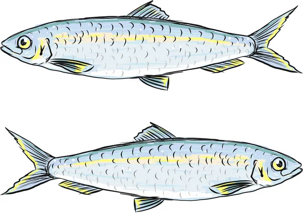 Croquis vectoriel poisson hareng illustration clip-art image — Image vectorielle