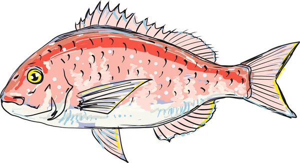 紅海鯛ベクター スケッチ イラスト クリップ アート — ストックベクタ