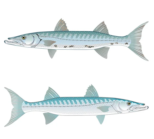 Barracuda vector ilustración de arte realista — Archivo Imágenes Vectoriales