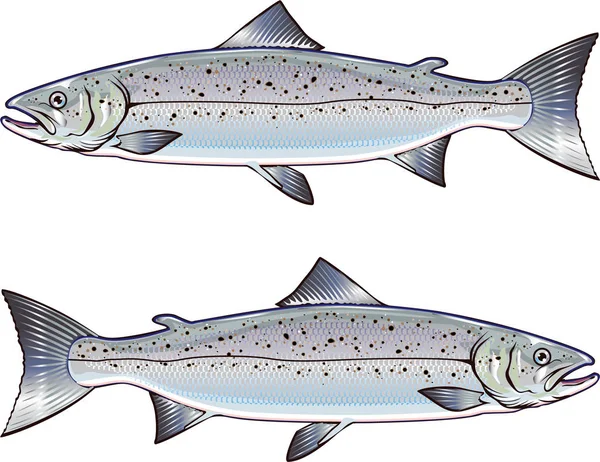 Atlantic Salmon ilustração arte vetorial — Vetor de Stock