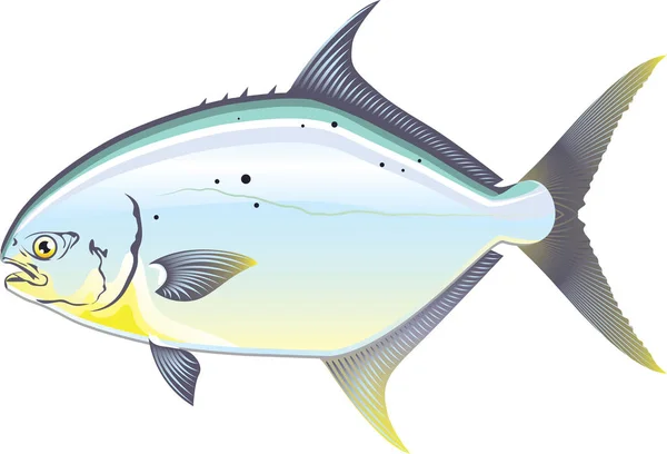 Pompano Florida fish vector illustration — Stock Vector