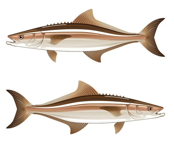 Ilustracja wektorowa ryb gry Cobia Wektor Stockowy