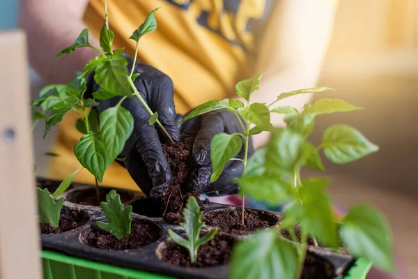 gardening growing seedlings on the windowsill. Seeds of seedlings. Young peppers transplant. Flower pots. Hobby. Microgreen at home. Garden in the apartment leisure gardener.  hands close-up lifestyle