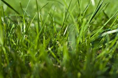 Fotoğraf çim, çim arka plan, güneş ışığı, benim bir parçam çim