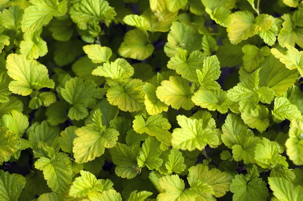 Pequeñas hojas verdes fondo . — Foto de Stock