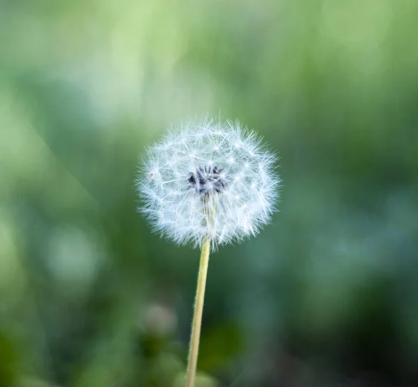 Dandelion seeds in the morning sunlight blowing away across a fr — Stock Photo, Image