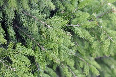 Çam dalları yeşil bir arka plan üzerinde. Mavi ladin, yeşil spr