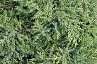 Çam dalları yeşil bir arka plan üzerinde. Mavi ladin, yeşil spr