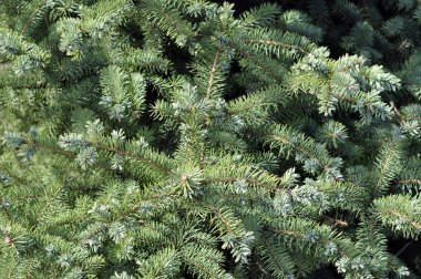 Çam dalları yeşil bir arka plan üzerinde. Mavi ladin, yeşil Ladin, beyaz Ladin.