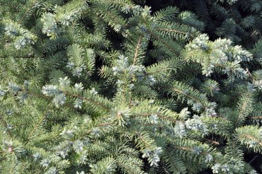 Çam dalları yeşil bir arka plan üzerinde. Mavi ladin, yeşil Ladin, beyaz Ladin.