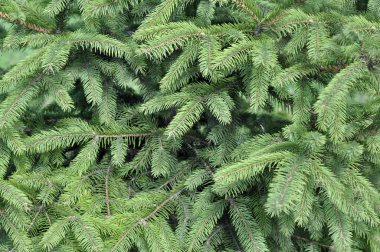 Çam dalları yeşil bir arka plan üzerinde. Mavi ladin, yeşil spr