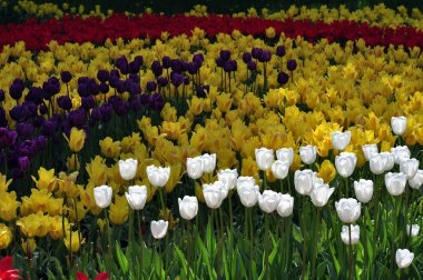 Renkli laleler, lale inci ağaçlarda bir arka plan üzerinde bahar