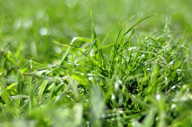 Fotoğraf çim, çim arka plan, çim güneş ışığı altında çayırlar, sulu çimen, yeşil çim parçası.