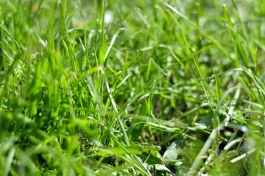 Fotoğraf çim, çim arka plan, çim güneş ışığı altında çayırlar, sulu çimen, yeşil çim parçası.